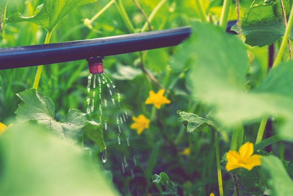 Terrace Garden with Drip Irrigation